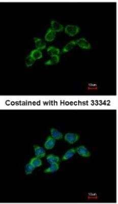 Immunocytochemistry/ Immunofluorescence: Dimethylarginine Dimethylaminohydrolase 1/DDAH1 Antibody [NBP1-31012]