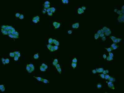 Immunocytochemistry/ Immunofluorescence: Dimethylarginine Dimethylaminohydrolase 1/DDAH1 Antibody [NBP2-99138]