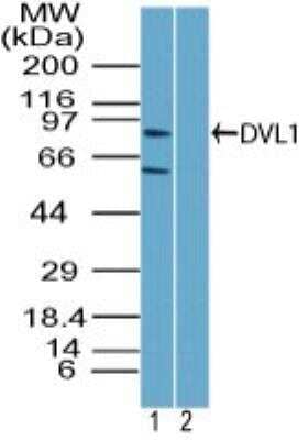 Western Blot: Dishevelled-1 Antibody [NBP2-24648]