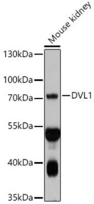 Western Blot: Dishevelled-1 AntibodyAzide and BSA Free [NBP2-92847]