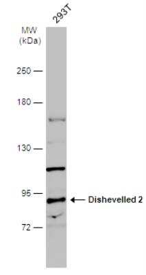 Western Blot: Dishevelled-2 Antibody [NBP1-32388]