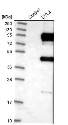 Western Blot: Dishevelled-2 Antibody [NBP1-87550]