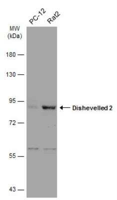 Western Blot: Dishevelled-2 Antibody [NBP2-16168]