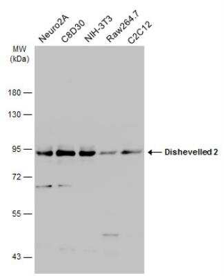 Western Blot: Dishevelled-2 Antibody [NBP2-16168]