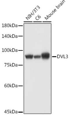 Western Blot: Dishevelled-3 AntibodyAzide and BSA Free [NBP3-03068]