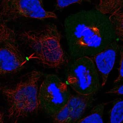 Immunocytochemistry/ Immunofluorescence: Dishevelled-3 Antibody [NBP2-38846]
