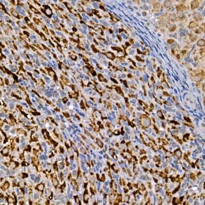 Immunohistochemistry-Paraffin: Dishevelled-3 Antibody - Azide and BSA Free [NBP3-03068]
