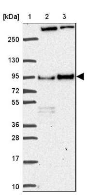 Western Blot: Dishevelled-3 Antibody [NBP2-38846]