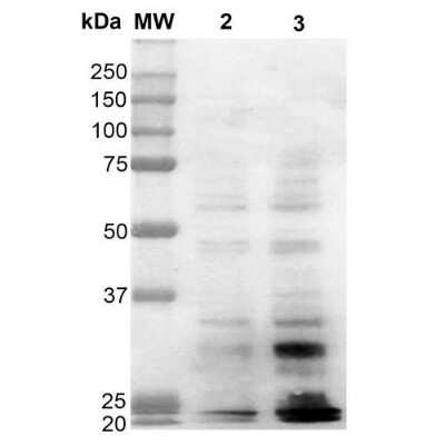 Western Blot: Dityrosine Antibody (10A6) [NBP2-59361]