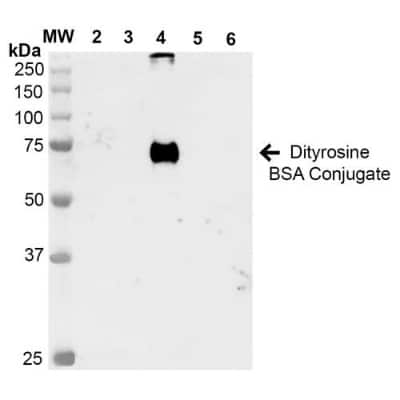 Western Blot: Dityrosine Antibody (7D4) [NBP2-59360]