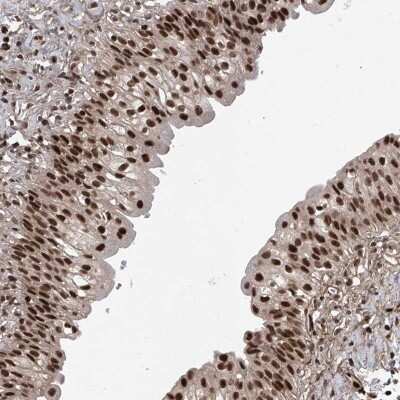 Immunohistochemistry-Paraffin: DjC9 Antibody [NBP2-33997]