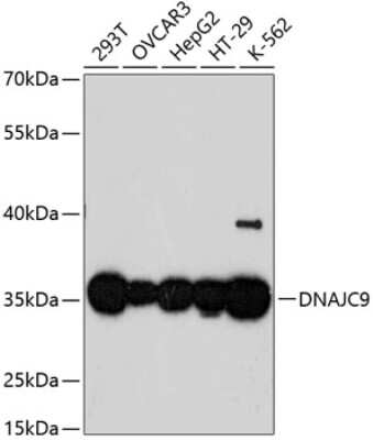 Western Blot: DjC9 AntibodyAzide and BSA Free [NBP2-92714]