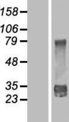 Western Blot: DjC9 Overexpression Lysate [NBP2-10292]