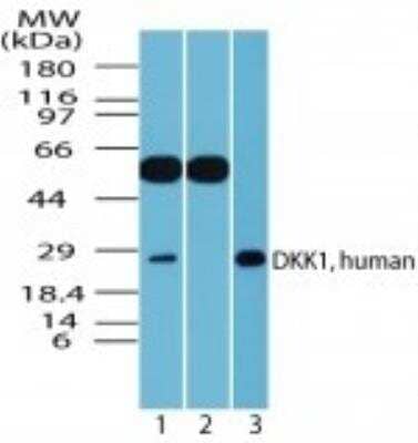 Western Blot: Dkk-1 Antibody [NBP2-24701]