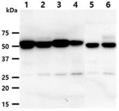 Western Blot: Dkk-3 Antibody (103B5)BSA Free [NBP2-60242]