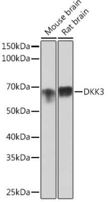 Western Blot: Dkk-3 Antibody (1R5E0) [NBP3-16293]