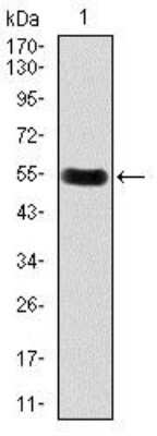 Western Blot: Dkk-3 Antibody (8A5C6)BSA Free [NBP2-37430]