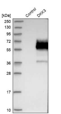 Western Blot: Dkk-3 Antibody [NBP1-80843]