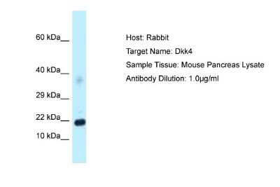 Western Blot: Dkk-4 Antibody [NBP1-98330]