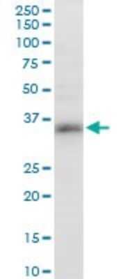 Western Blot: Dnd1 Antibody (2G11) [H00373863-M07]