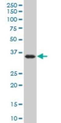 Western Blot: Dnd1 Antibody (2G11) [H00373863-M07]