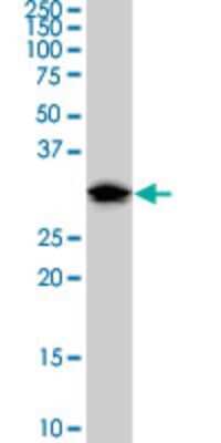 Western Blot: Dnd1 Antibody (2G11) [H00373863-M07]