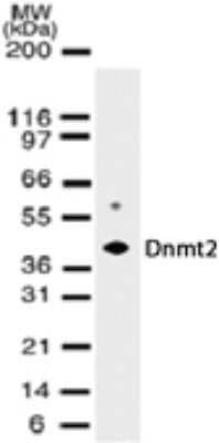 Western Blot: Dnmt2 Antibody (102B1259.2)Azide and BSA Free [NBP2-80698]