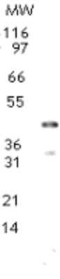 Western Blot: Dnmt2 Antibody [NB200-616]