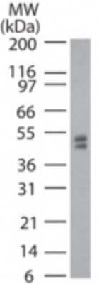 Western Blot: Dnmt2 Antibody [NB200-616]