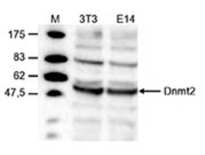 Western Blot: Dnmt2 Antibody [NBP3-18663]