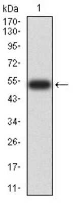 Western Blot: Dnmt3L Antibody (2D10H11)BSA Free [NBP2-61756]