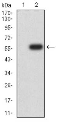 Western Blot: Dnmt3L Antibody (5H4A5)BSA Free [NBP2-61755]