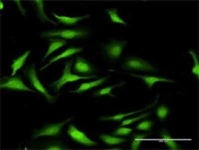 Immunocytochemistry/ Immunofluorescence: Dnmt3L Antibody [H00029947-D01P]