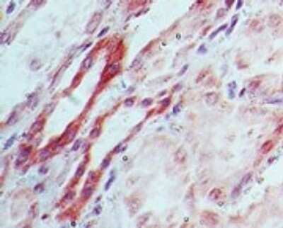 Immunohistochemistry-Paraffin: Dnmt3L Antibody [NBP2-27098]