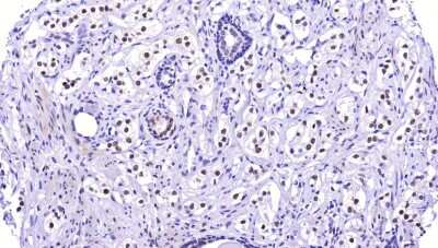 Immunohistochemistry-Paraffin: Dnmt3L Antibody [NBP2-39076]