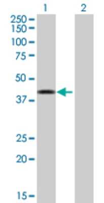 Western Blot: Dnmt3L Antibody [H00029947-D01P]