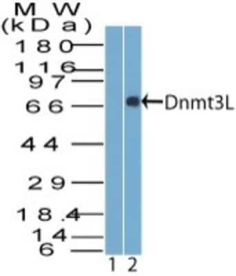 Western Blot: Dnmt3L Antibody [NBP2-27098]