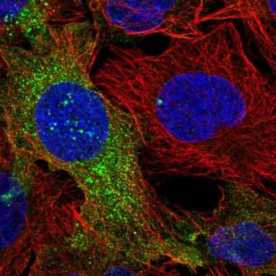 Immunocytochemistry/ Immunofluorescence: Dock5 Antibody [NBP2-58673]