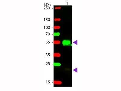 Western Blot: Donkey F(ab')2 anti-Rabbit IgG (H+L) Secondary Antibody (Pre-adsorbed) [NBP2-62589]