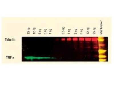 Donkey anti-Goat IgG (H+L) Secondary Antibody [DyLight 549] (Pre-adsorbed) [NBP1-72845]