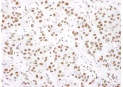 Immunohistochemistry-Paraffin: Donkey anti-Goat IgG (H+L) Secondary Antibody [NB7354]