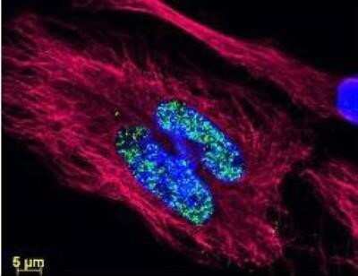 Immunocytochemistry/ Immunofluorescence: Donkey anti-Goat IgG (H+L) Secondary Antibody (Pre-adsorbed) [NBP2-60657]