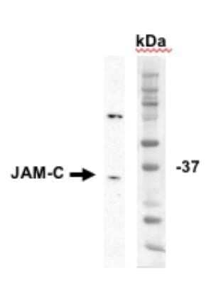 Western Blot: Donkey anti-Goat IgG (H+L) Secondary Antibody (Pre-adsorbed) [NBP1-74818]