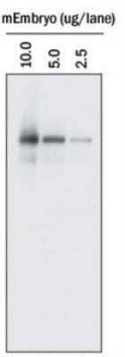 Western Blot: Donkey anti-Goat IgG (H+L) Secondary Antibody (Pre-adsorbed) [NBP1-74818]