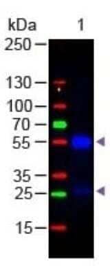 Western Blot: Donkey anti-Goat IgG (H+L) Secondary Antibody (Pre-adsorbed) [NBP2-60657]