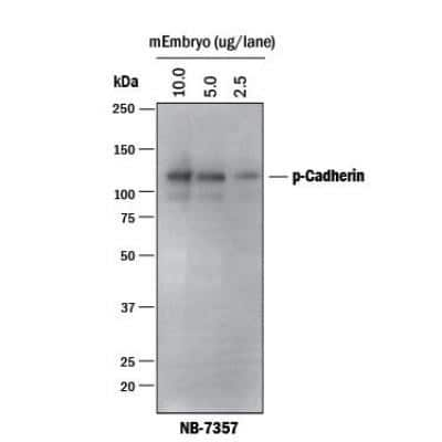 Western Blot: Donkey anti-Goat IgG (H+L) Secondary Antibody [NB7354]