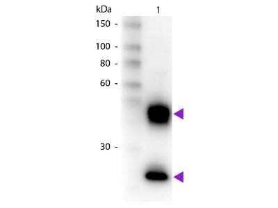 Western Blot: Donkey anti-Mouse IgG (H+L) Secondary Antibody (Pre-adsorbed) [NB120-7056]