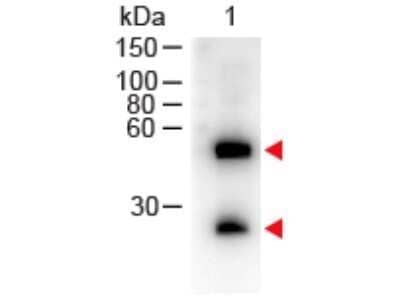 Western Blot: Donkey anti-Mouse IgG (H+L) Secondary Antibody [NB120-6707]
