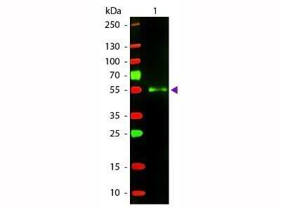 Western Blot: Donkey anti-Mouse IgG (H+L) Secondary Antibody [NB120-6707]