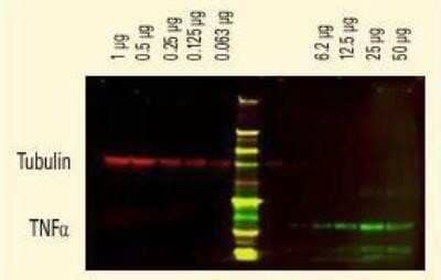 Western Blot: Donkey anti-Mouse IgG (H+L) Secondary Antibody [NB120-6707]